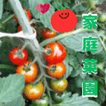 家庭菜園